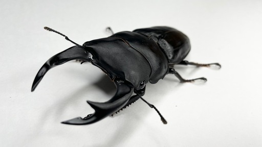 能勢SRオオクワガタ11ペア