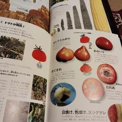 【自由研究、家庭菜園に！】「そだててあそぼう」シリーズ野菜の絵本5冊セットの画像