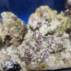 お話中※天然ライブロック 5〜7kgの画像