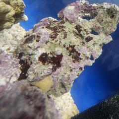 お話中※天然ライブロック 5〜7kgの画像