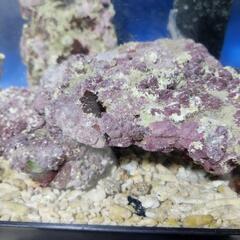 お話中※天然ライブロック 5〜7kgの画像