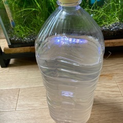 ゾウリムシ　500ml #2