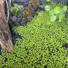【格安処分】オオサンショウモ（サルビニア）水草　浮草