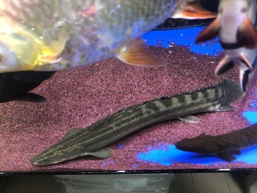 ビキールビキール