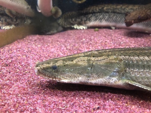 ビキールビキール