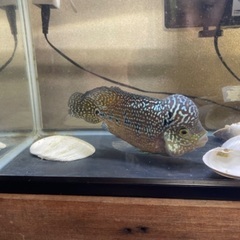 Flower Horn	の画像