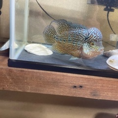 Flower Horn	の画像