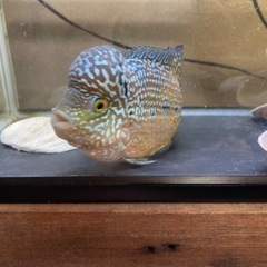 Flower Horn	の画像