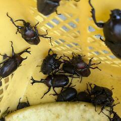 カブトムシ2ペアの画像