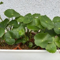 （残り4鉢）ウォーターコイン　1鉢