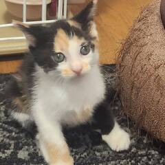 おてんば三毛猫ののこ