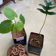 沖縄ウラボシ ラウアエ 🌿