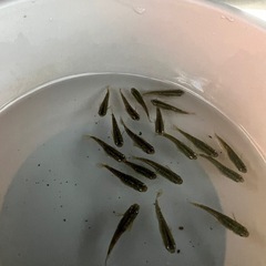 メダカ　♪コブラ♯10匹