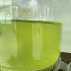 タマミジンコ　500円　めだか　エサ　うるま市　ゆめめだか　無人販売の画像