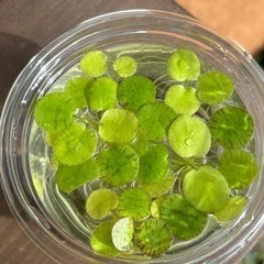 ドワーフアマゾンフロッグピット　水草　浮き草　ビオトープ　めだか...