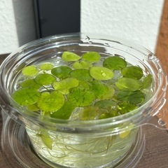 ドワーフアマゾンフロッグピット　水草　浮き草　ビオトープ　めだか　うるま市　ゆめめだか　無人販売の画像
