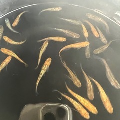 メダカ　♪オリジナルラメ♪