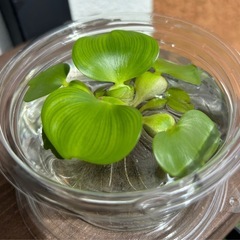 ミニホテイアオイ　姫ホテイアオイ　水草　 浮き草　ビオトープ　めだか　うるま市　ゆめめだか　無人販売の画像