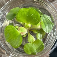 ミニホテイアオイ　姫ホテイアオイ　水草　 浮き草　ビオトープ　め...