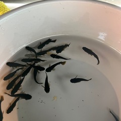 メダカ　♪阿形×ゾンビ♪