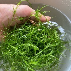 水槽の水草　　　BとA