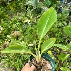 チュウキンレン　チャイニーズイエローバナナ　観葉植物