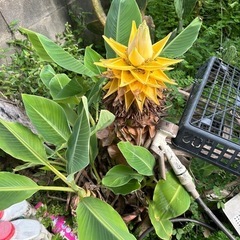 チュウキンレン　チャイニーズイエローバナナ　観葉植物の画像