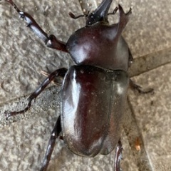 カブトムシ大　天然(2)値下げ　放生の画像