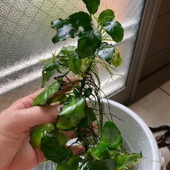 水槽の水草　　　DとC