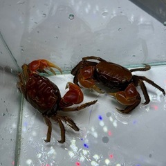 ベンケイガニ🦀
