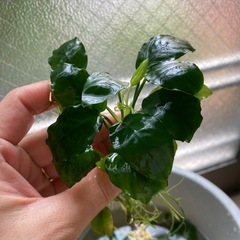 水槽の水草　　IとE