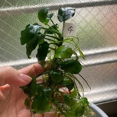 水槽の水草　　GとH