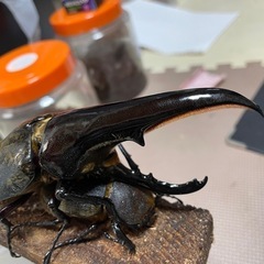 ヘラクレスオオカブト幼虫