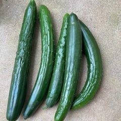 5本きゅうり