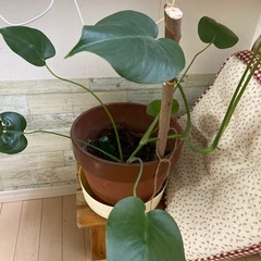 観葉植物