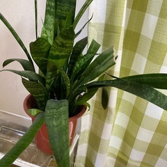 観葉植物
