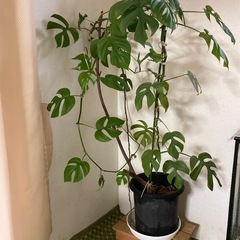 観葉植物