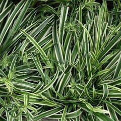 ソトフオリヅルラン（外斑折鶴蘭）子株 スパイダー プラント①の画像