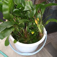 水草