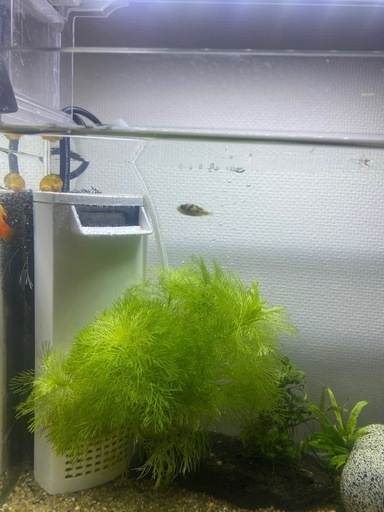 ADAキューブガーデンW300×D180×H240 水槽本体 (N) 祐天寺の洗濯用品