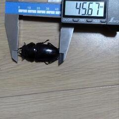 オオクワガタ　メス単品　筑紫KS系統