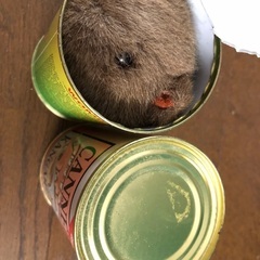 ぬいぐるみ　ウォンバット　カンガルーの画像