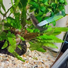  国産　モスコーブルーグッピー　１ペアの画像