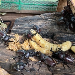 カブトムシ100円
の画像