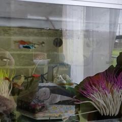 熱帯魚２０匹位います。の画像