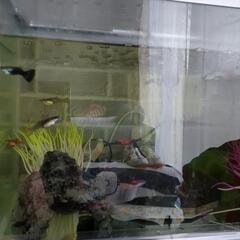 熱帯魚２０匹位います。の画像
