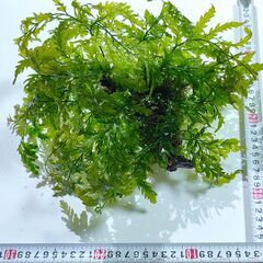 ボルビティス ヒュディロティ　大の画像