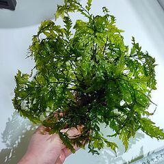 ボルビティス ヒュディロティ　大の画像