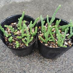 桜竜　多肉植物