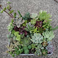 多肉植物　寄せ植え　B